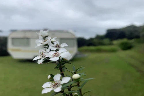 Manuka Flower close up